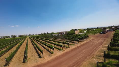 Exquisite-Experience:-Dive-into-the-Lush-Strands-of-the-Rich-Vineyard,-Nestled-under-the-Spectrum-of-the-Blue-Sky,-Ecatepec-de-Morelos,-Mexico