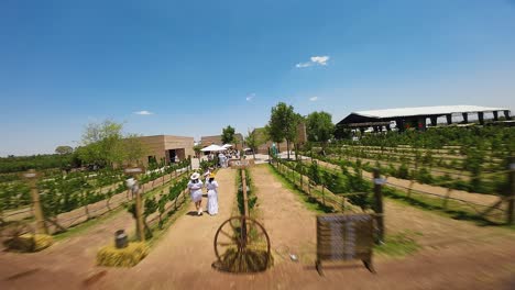 An-aerial-perspective-of-a-vibrant-event-taking-place-within-an-open-vineyard-was-captured-by-a-drone,-featuring-attendees-in-the-midst-of-enjoyment-on-a-sunny-day-at-Ecatepec-de-Morelos,-Mexico