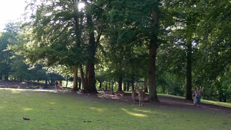 People-and-European-fallow-deers-walking-together-inside-Aarhus-Marlisborg-deer-park