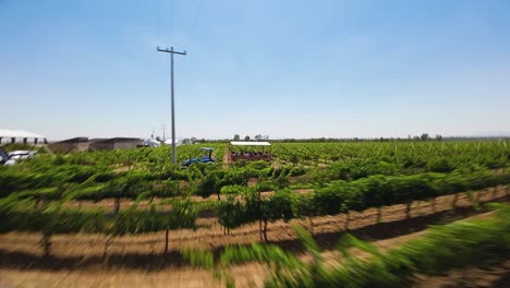 Stunning-drone-perspective-of-a-vineyard-farm,-showcasing-a-tractor-ferrying-participants-to-an-event,-located-in-Ecatepec-de-Morelos,-Mexico