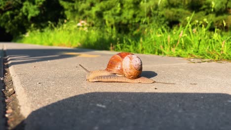 Closeup-shot-of-a-snail-moving-on-an-asphalt-road-with-green-trees-and-grass-in-the-background