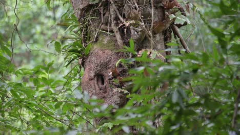 Muttervogel-Kommt,-Um-Seinen-Nestlingen-Nahrung-Zu-Bringen,-Orientalischer-Rattenhornvogel-Anthracoceros-Albirostris,-Thailand