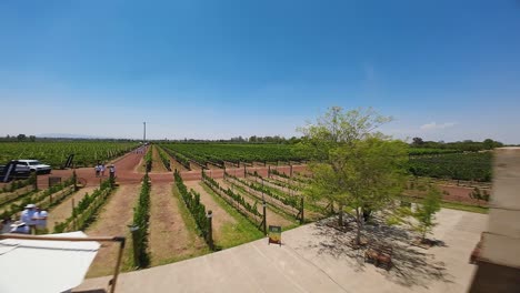 The-gorgeous-drone-shot-of-a-stunning-vineyard-brimming-with-greenery-under-the-pure,-blue-sky,-Ecatepec-de-Morelos,-Mexico