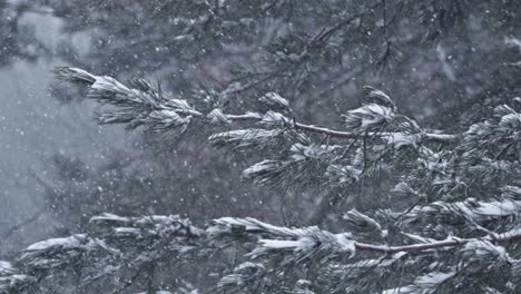 Light-snow-falling-on-fir-tree-branches-in-woods,-onset-of-winter