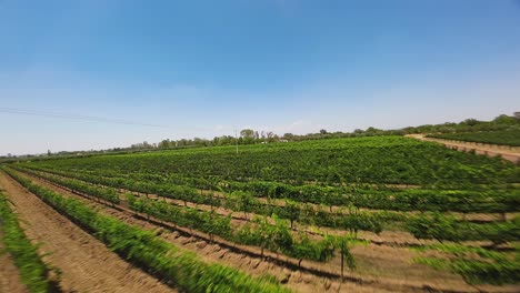 A-breathtaking-drone-captured-vista-unveils-an-exquisite-vineyard,-resplendent-with-verdant-greenery,-Ecatepec-de-Morelos,-Mexico