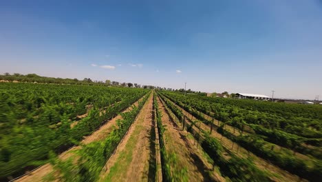 Experimente-La-Impresionante-Belleza-De-Las-Exuberantes-Y-Verdes-Hileras-De-Viñedos-Bajo-Un-Impresionante-Cielo-Azul,-Ecatepec-De-Morelos,-México