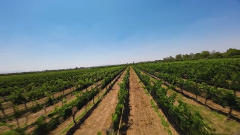 Enjoy-the-rejuvenating-view-of-a-charming-green-vineyard-field,-captured-from-above-by-a-drone,-Ecatepec-de-Morelos,-Mexico