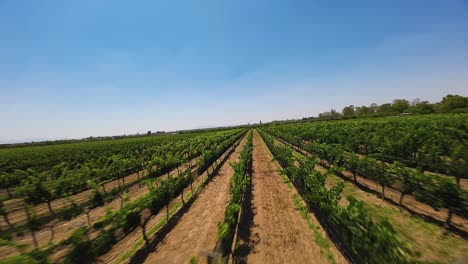 Disfrute-De-La-Rejuvenecedora-Vista-De-Un-Encantador-Campo-De-Viñedos-Verdes,-Capturado-Desde-Arriba-Por-Un-Dron,-Ecatepec-De-Morelos,-México