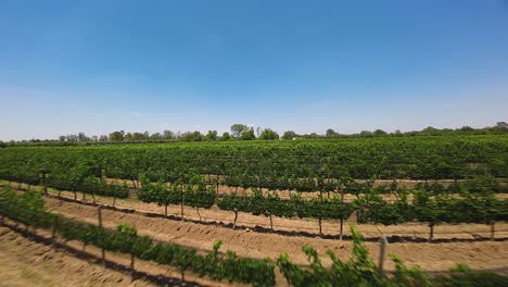 A-view-of-the-breathtaking-beauty-of-nature-in-all-its-glory-with-our-Island-Vineyard-Tour,-Ecatepec-de-Morelos,-Mexico