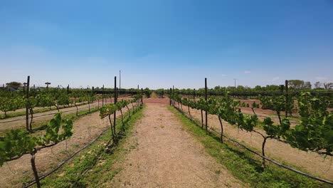 Stunning-Drone-Footage:-A-Tour-Through-a-List-of-Wineries-in-the-Gorgeous-Summer-Landscapes,-Bathed-in-Sunshine,-Ecatepec-de-Morelos,-Mexico