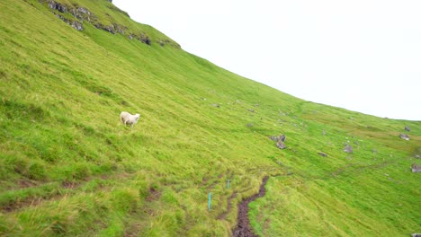 Faroese-sheep-in-grassy-mountain-slope-trying-to-climb-down,-Kalsoy