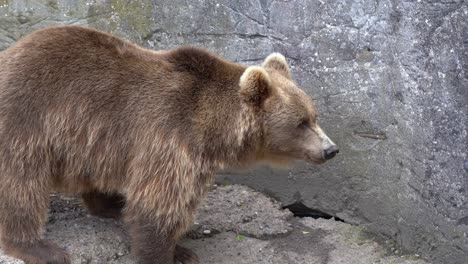 Unhappy-brown-bear-in-zoo-captivity---Closeup-portrait-walking-on-concrete-next-to-massive-rock-wall