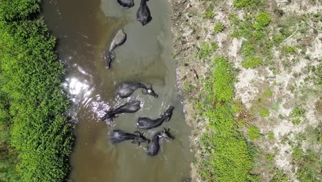 Drone-top-down-bird's-eye-view-above-water-buffalo-ox-bathing-in-river