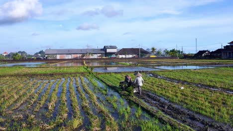 Indonesian-Farmer-Pushing-A-Tiller-Machine-Across-The-Paddy-Field-Near-Seseh-In-Bali,-Indonesia