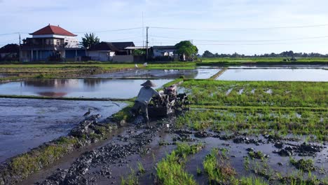 Local-Farmer-Working-On-Paddy-Field-With-Power-Tiller-Near-Seseh-In-Bali,-Indonesia