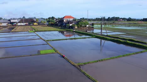 Fliegen-Sie-über-Ackerland-Mit-Reisfeldern-In-Der-Nähe-Von-Seseh,-Bali,-Indonesien