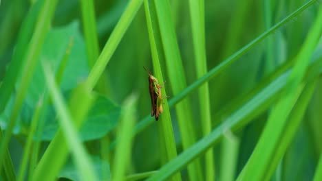 Meadow-grasshopper-on-blade-of-grass-jumping-in-thick-field