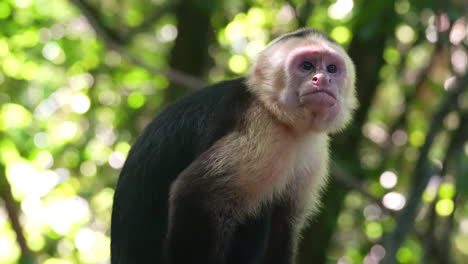Cute-small-Howler-monkey-portrait-in-San-Antonio-nature-reserve,-Costa-Rica