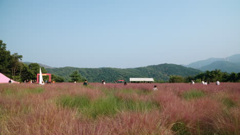 Los-Coreanos-Viajan-A-La-Isla-De-Hierbas-Caminando-A-Través-De-Pastizales-Muhly-Rosados-En-El-Paisaje-Montañoso---Cámara-Lenta