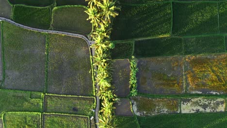 A-top-down-aerial-view-of-the-beautiful-green-rice-fields-and-palm-trees-shot-by-a-drone-in-Bali,-Indonesia
