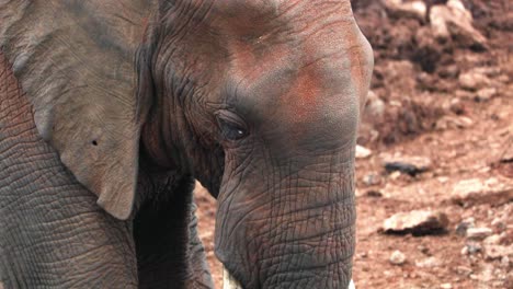 Primer-Plano-Extremo-De-Un-Elefante-Africano-En-El-Parque-Nacional-De-Aberdare,-Kenia,-África-Oriental