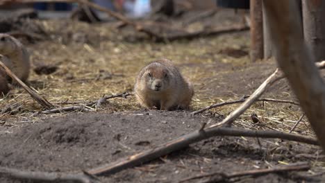 Prairie-dog-looking-at-camera-before-start-sniffing-searching-ground-for-food---Blurred-out-people-moving-in-far-background---Zoo