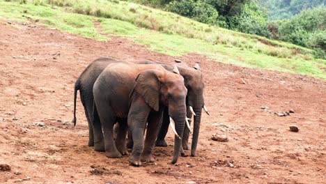 Family-Of-Elephants-In-the-Arid-Mountains-Of-Aberdare-National-Park,-Kenya,-Africa
