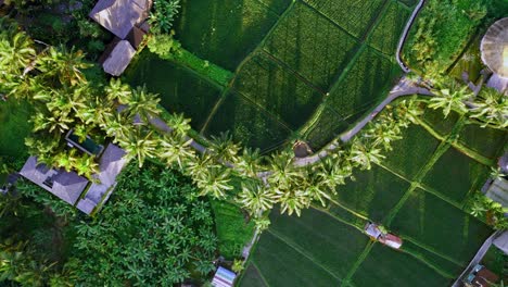 A-top-down-aerial-view-of-the-beautiful-rice-fields-shot-by-a-drone-in-Bali,-Indonesia