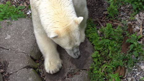 Top-down-view-following-polar-bear-pacing-inside-zoo-enclosure