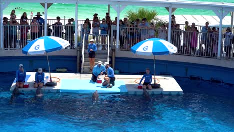 Espectáculo-De-Delfines-En-El-Parque-De-Aventuras-Marinas-Gulfarium-En-La-Isla-Okaloosa,-Destin-Florida,-Estados-Unidos-De-América