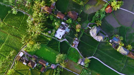 A-top-down-aerial-perspective-view-of-the-beautiful-rice-fields-shot-by-a-drone-in-Bali,-Indonesia