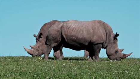 Two-rhinos-grazing-on-a-green-field-with-a-blue-sky-with-their-horns-in-tact