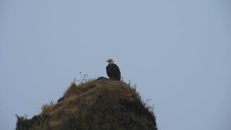 Bald-Eagle-perched-with-nest-on-rocky-outcropping-overlooking-foggy-coastline