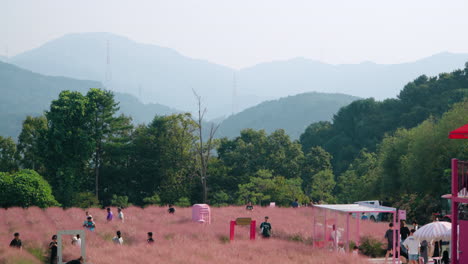 People-Travel-at-Herb-Island-During-Pink-Muhly-Festival-in-Pocheon,-South-Korea---Elevated-Static-Aerial-View