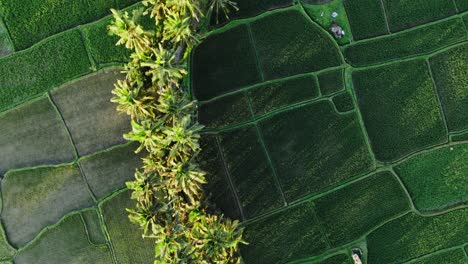 A-top-down-aerial-view-of-the-beautiful-green-rice-fields-shot-by-a-drone-in-Bali,-Indonesia