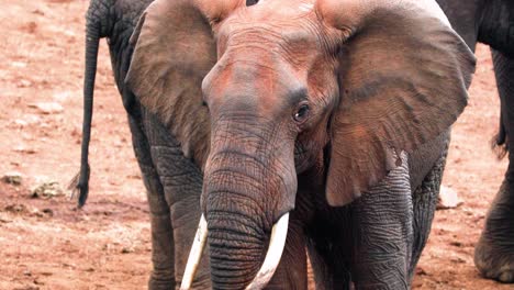 Herde-Afrikanischer-Elefanten-Im-Aberdare-Nationalpark,-Kenia,-Ostafrika