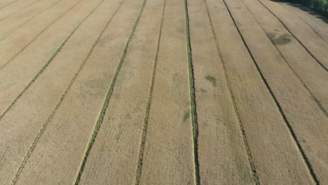 Endlose-Europäische-Getreide-Nahrungspflanzen-–-Luftaufnahme-Aus-Großer-Höhe-Mit-Blick-Auf-Riesige-Felder-In-60-Fps