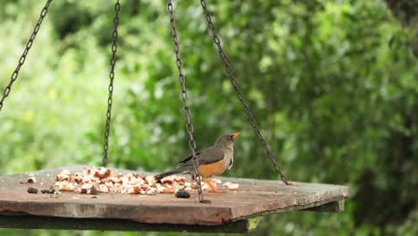 African-Bare-eyed-Thrush-Bird-Perch-On-A-Hang-Wooden-Feeder-In-Aberdare-National-Park,-Kenya