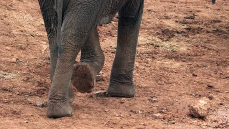 Elephants-Feet-Walking-At-The-Barren-Mountains-In-Aberdare-National-Park,-Kenya,-Africa