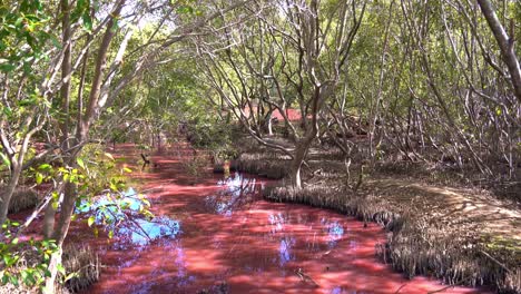 Natürliche-Umweltlandschaft-Mit-Mangroven-Feuchtgebieten-Während-Der-Trockenzeit,-Blaualgenblüte,-Halobacterium-Salinarum-Im-Wasser,-Anstieg-Des-Salzgehalts-Löst-Bei-Algen-Die-Freisetzung-Eines-Rosafarbenen-Carotinoids-Aus