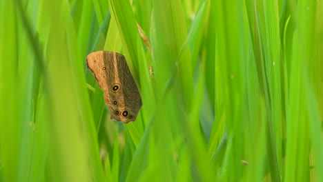Butterfly-hiding-on-green-grass---rice-grass-