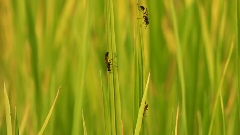 Bee-in-rice-grass---makin-selter-