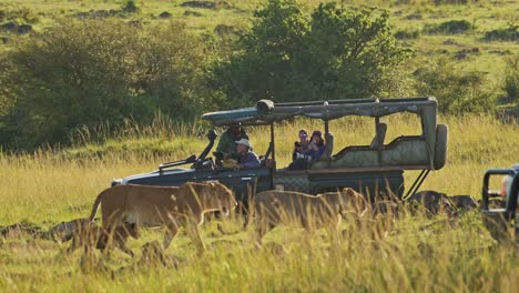 Toma-En-Cámara-Lenta-De-Un-Safari-En-4x4-Por-Leones-Africanos-En-La-Reserva-Nacional-De-Masai-Mara,-Kenia,-Jeep-De-Turismo-De-Aventura-Viajando-En-La-Conservación-Del-Norte-De-Masai-Mara