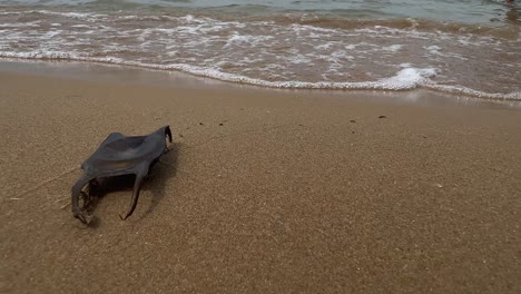Close-up-of-black-shark-egg-case-on-sandy-beach-with-waves-breaking-on-shore