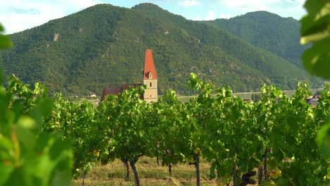 Iglesia-Del-Casco-Antiguo-De-Weisskirchen,-En-La-Región-De-Wachau-En-Austria,-Visible-A-Través-De-Viñedos.