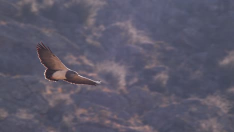 El-Magnífico-águila-Ratonero-De-Pecho-Negro-Sube-Hacia-El-Cielo-Desde-Las-Montañas