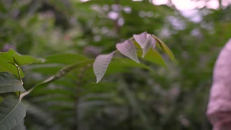 Close-up-shot-of-the-leaves-of-the-tree-of-heaven-in-Kashmir---green-leaf-against-a-blurred-background