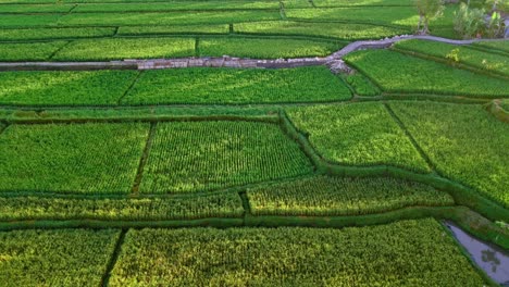 A-drone-aerial-view-of-the-beautiful-green-rice-fields-and-palm-trees-in-Bali,-Indonesia