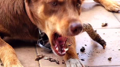 Breed-dog-enjoying-chewing-bark-of-a-tree