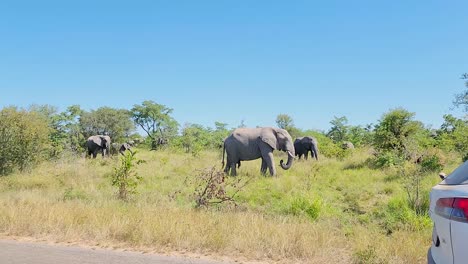 Touristen-Im-Auto-Filmen-Eine-Herde-Afrikanischer-Buschelefanten,-Die-Auf-Grasland-Grasen